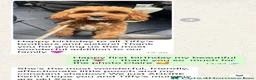 Cavapoo dogs for sale: Outstanding quality, F1b Cavapoo babies - Advert 10