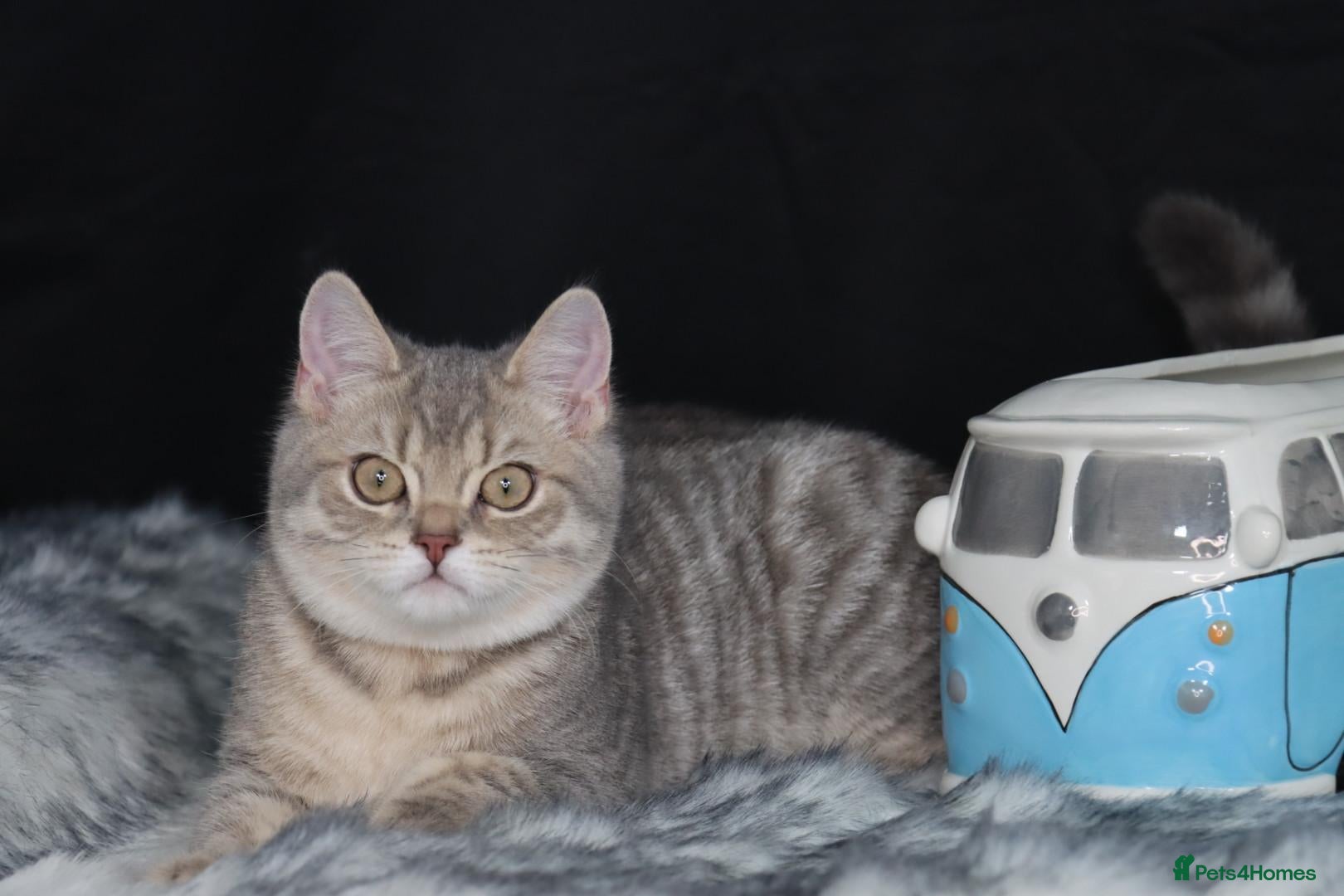 British Shorthair cats for sale: Last Registered Blue Golden British Shorthair boy - Advert 3