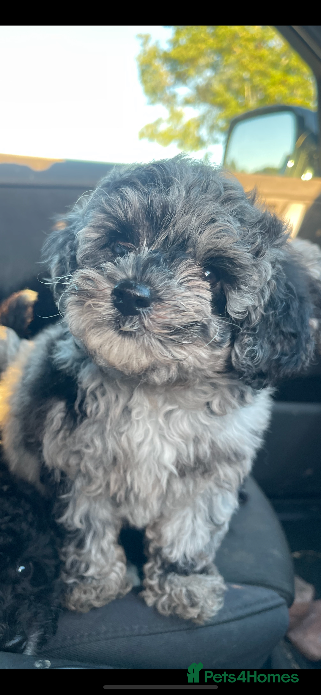 Jackapoo dogs for sale: Jackapoo  - Image 1