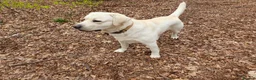 Labrador Retriever dogs for stud: Stunning Labrador, Champion Lines, Discounted Fee in Huddersfield - Advert 21