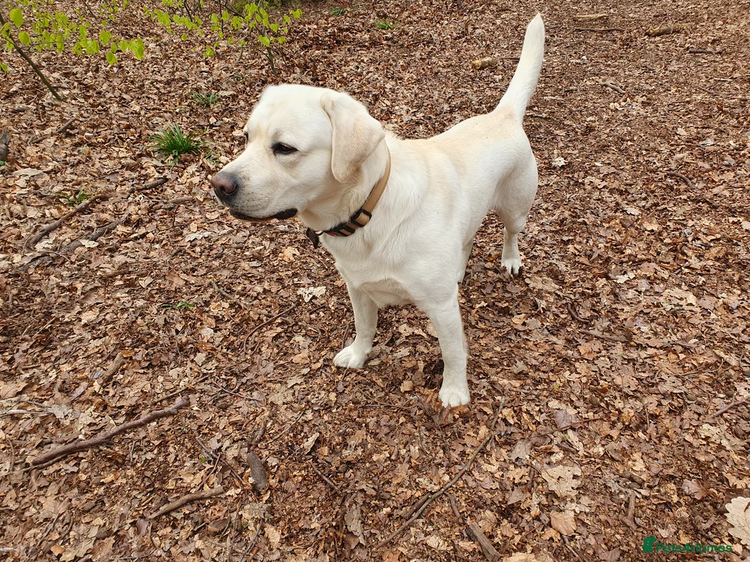 Labrador Retriever dogs for stud: Stunning Labrador, Champion Lines, Discounted Fee in Huddersfield - Advert 21