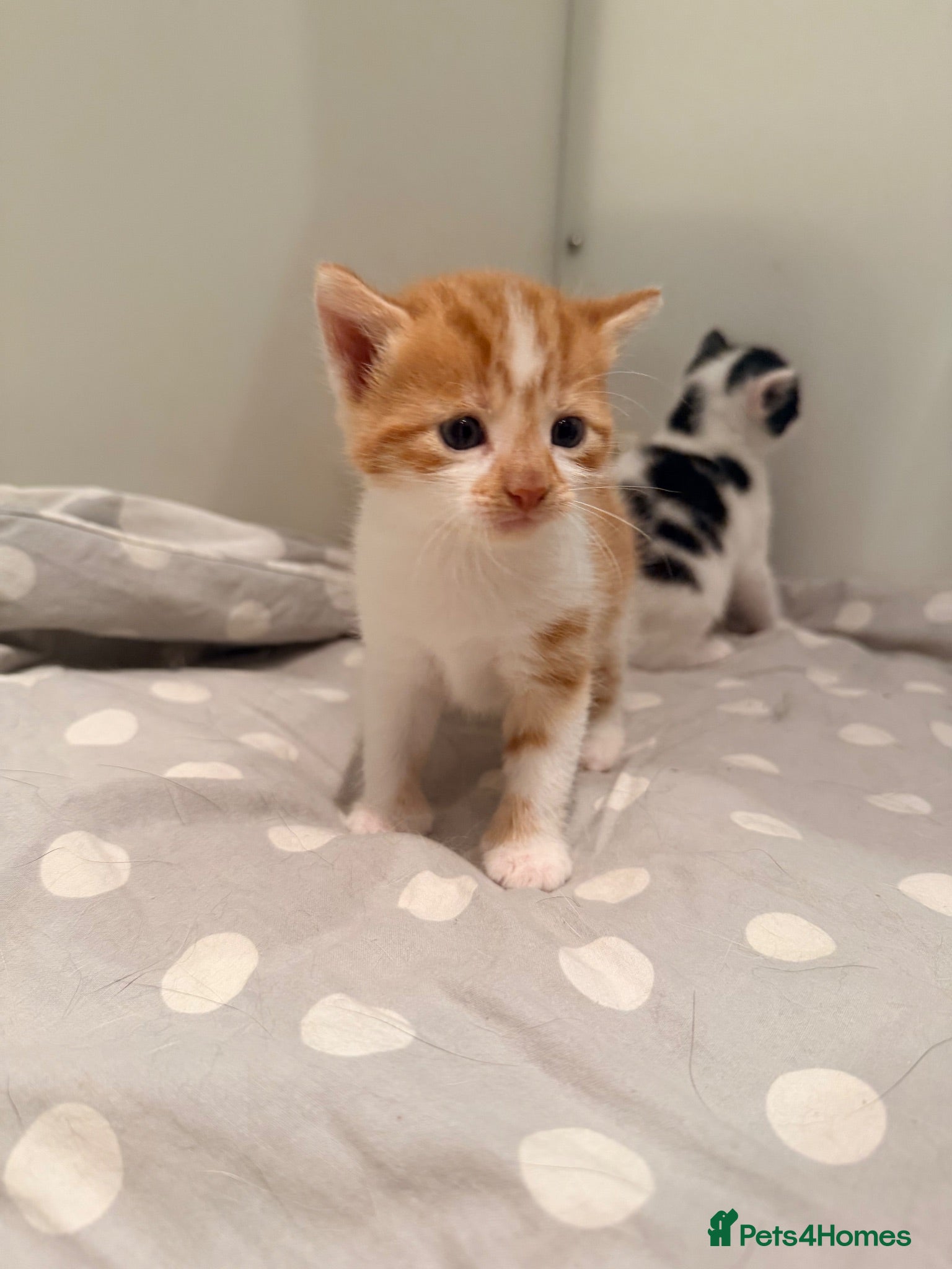 Mixed Breed cats Family home raised kittens  - Advert 6