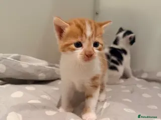 Mixed Breed cats Family home raised kittens - Advert 7