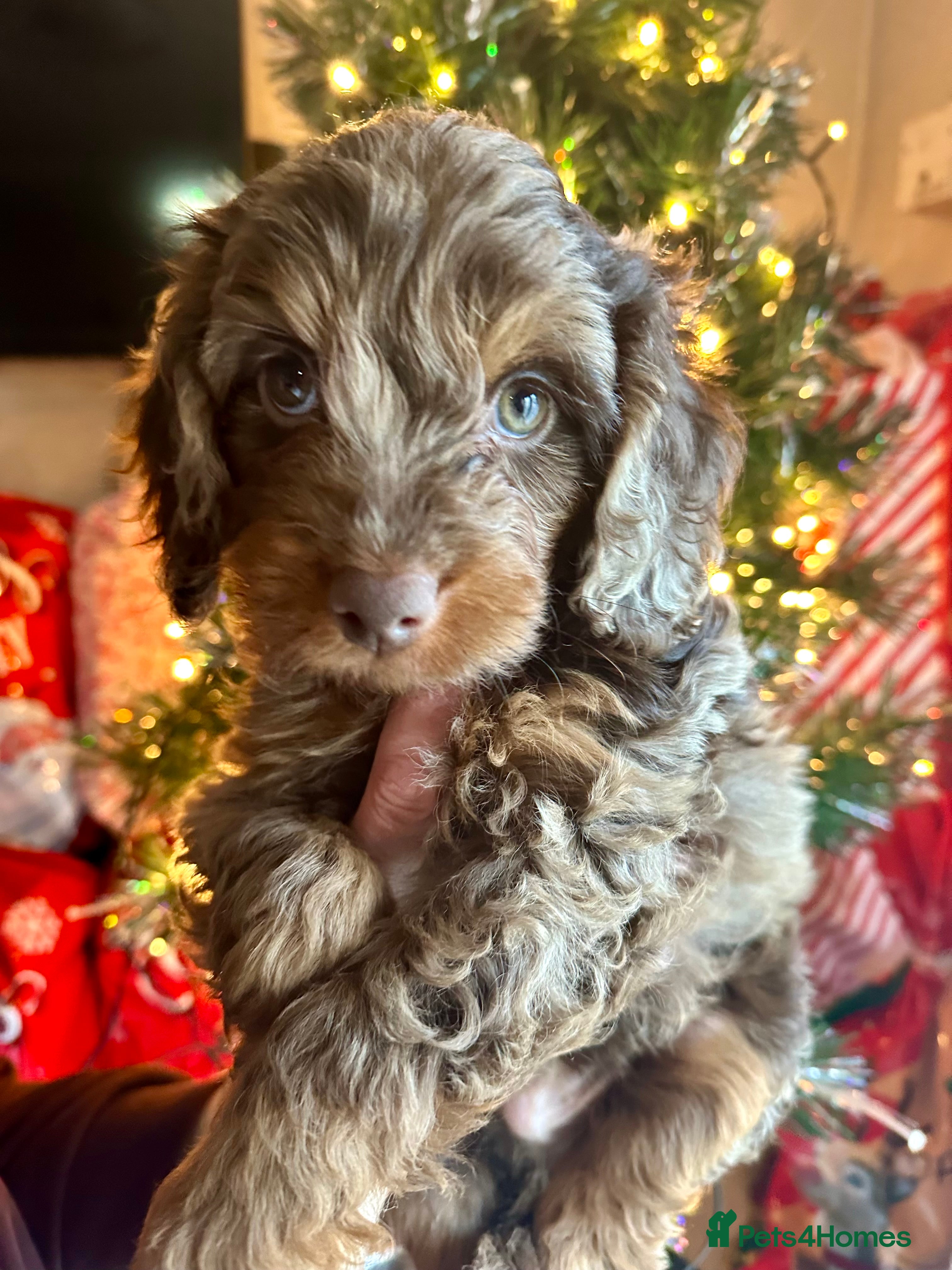 Cockapoo dogs Child friendly cockapoo puppies  - Advert 18