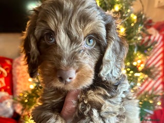 Cockapoo dogs Child friendly cockapoo puppies - Advert 11