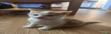 Mixed Breed Kitten 1