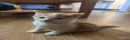 Mixed Breed cats for sale: Three beautiful kittens - Advert 4