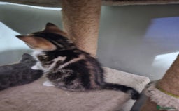 Mixed Breed cats for sale: Mixed kittens ready for their new home - Image 6