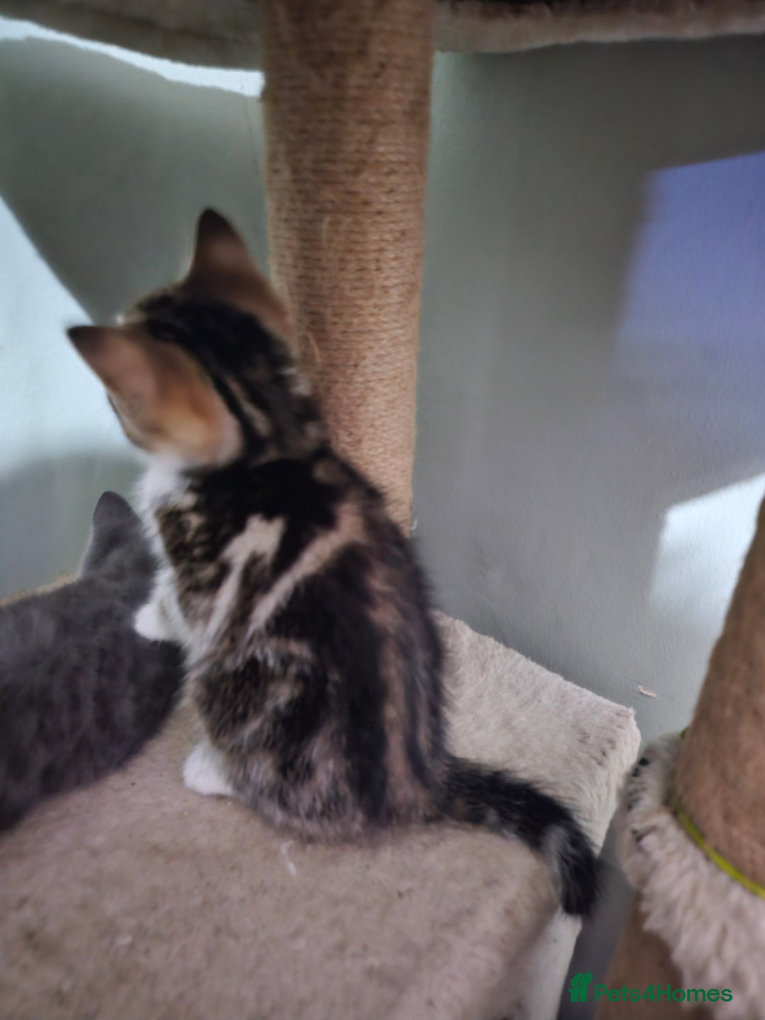 Mixed Breed cats for sale: Mixed kittens ready for their new home - Image 6
