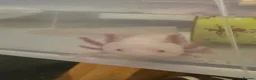 Axolotl reptiles for sale: Male axolotl  - Advert 6