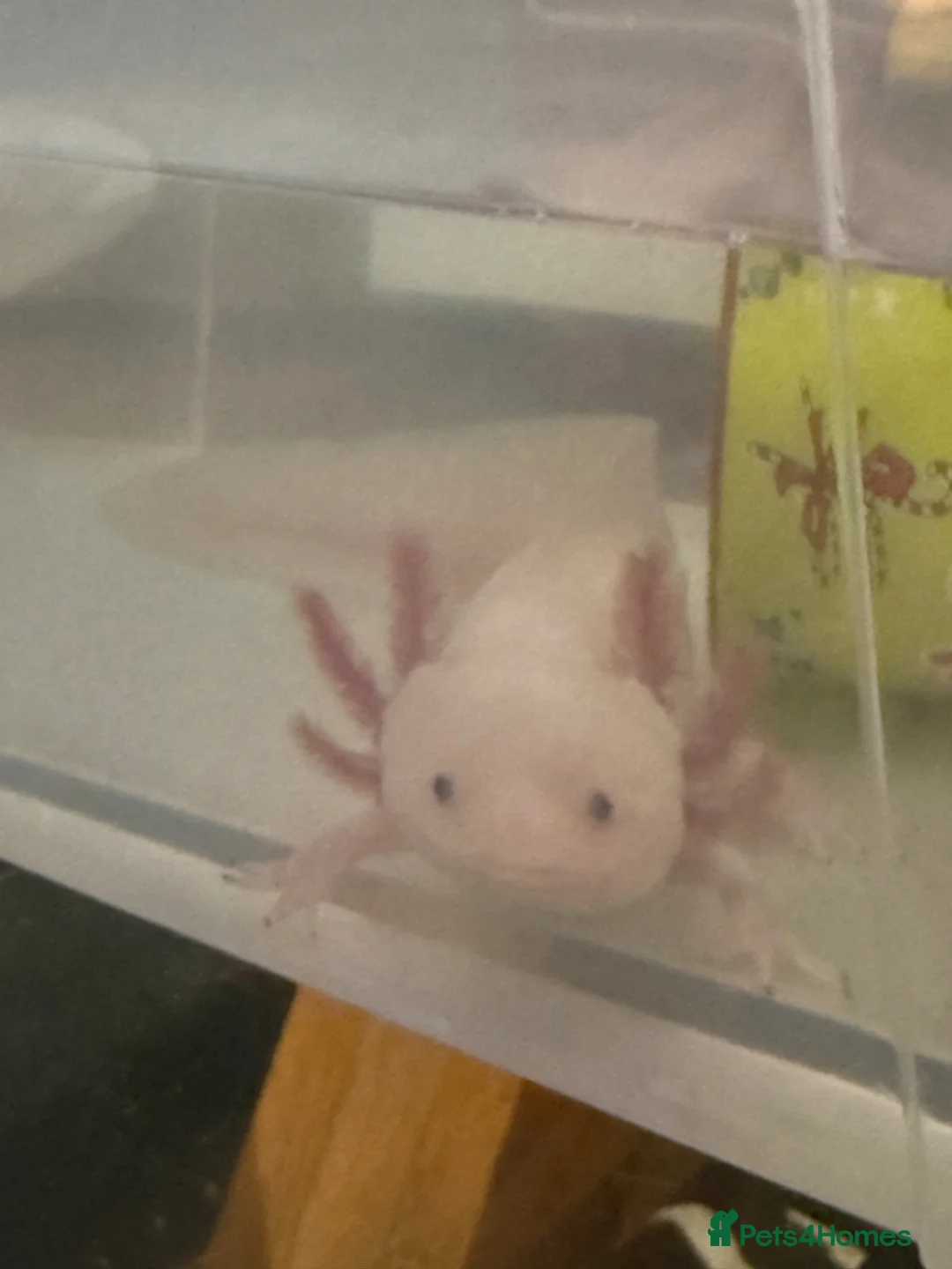 Axolotl reptiles for sale: Male axolotl  - Advert 6