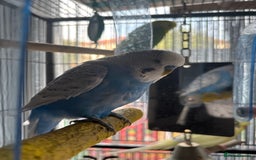 Budgerigars birds for sale: 6 Boys Budgies - Image 5