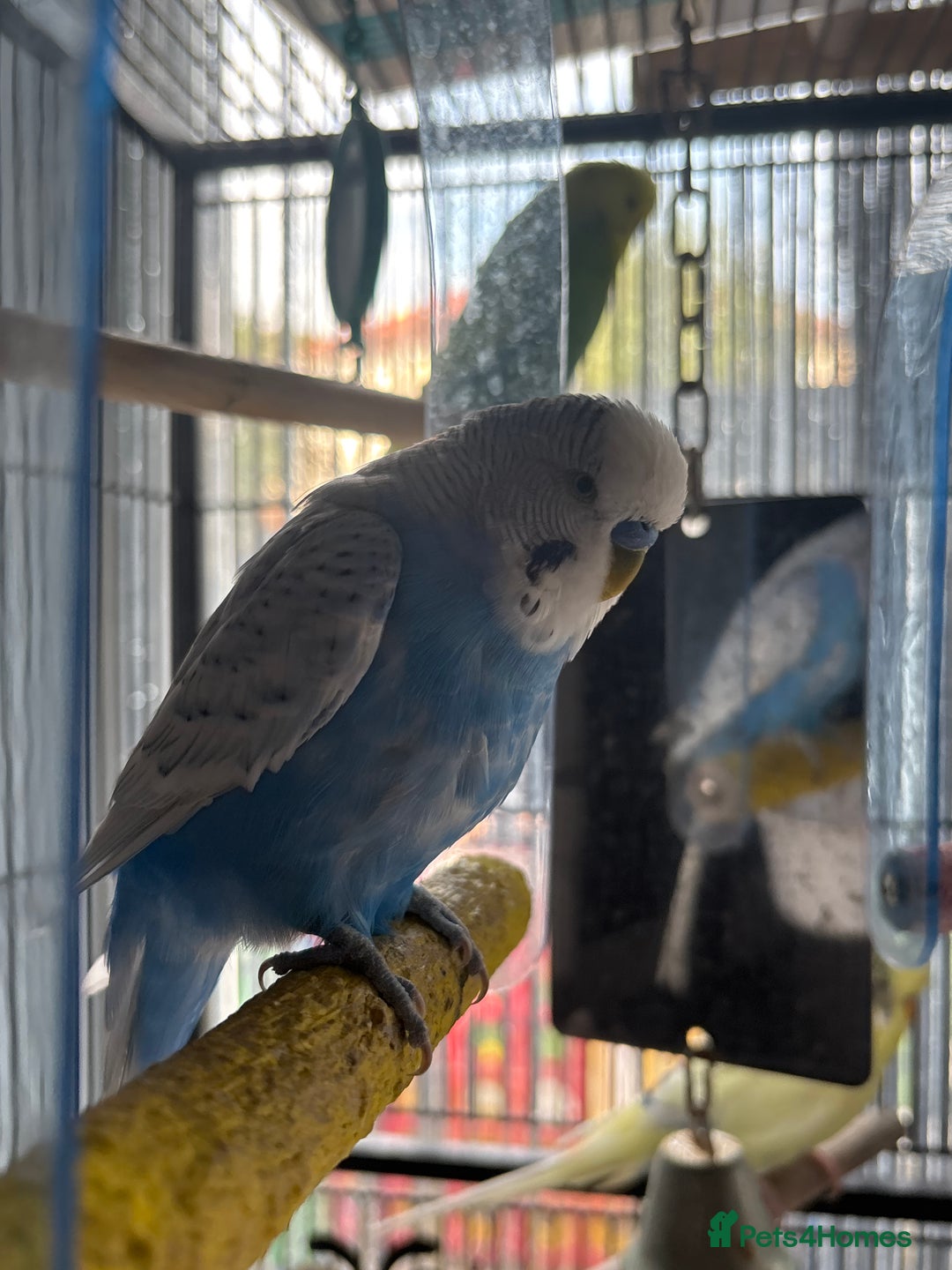 Budgerigars birds for sale: 6 Boys Budgies - Image 5