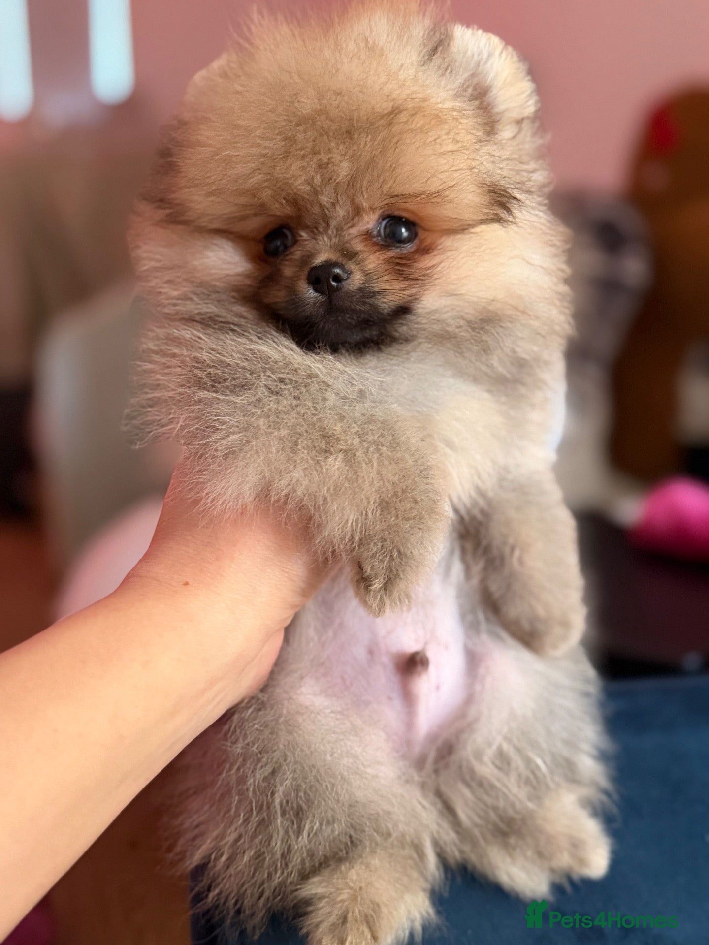 Pomeranian dogs for sale: Micro size teddy  face  - Advert 2