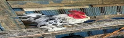 Chickens poultry for sale: Roosters and Hens for sale - Advert 5