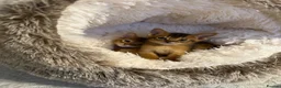 Abyssinian cats for sale: Abyssinian kittens  - Advert 17