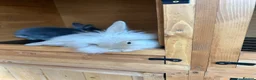 Angora rabbits for sale: Mixed, angora and Teddywidder £70 - Advert 4