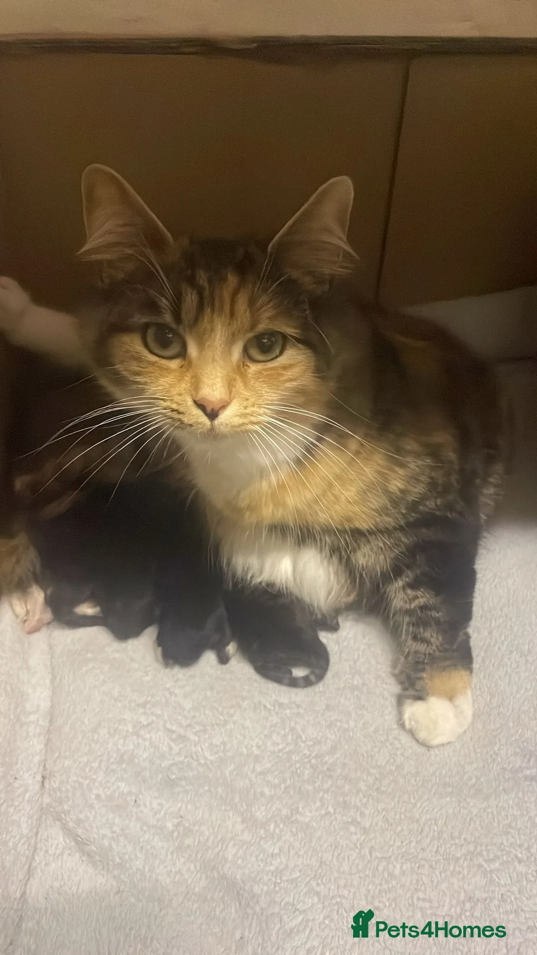 British Shorthair cats for sale: Beautiful fluffy kittens  in Margate - Advert 1