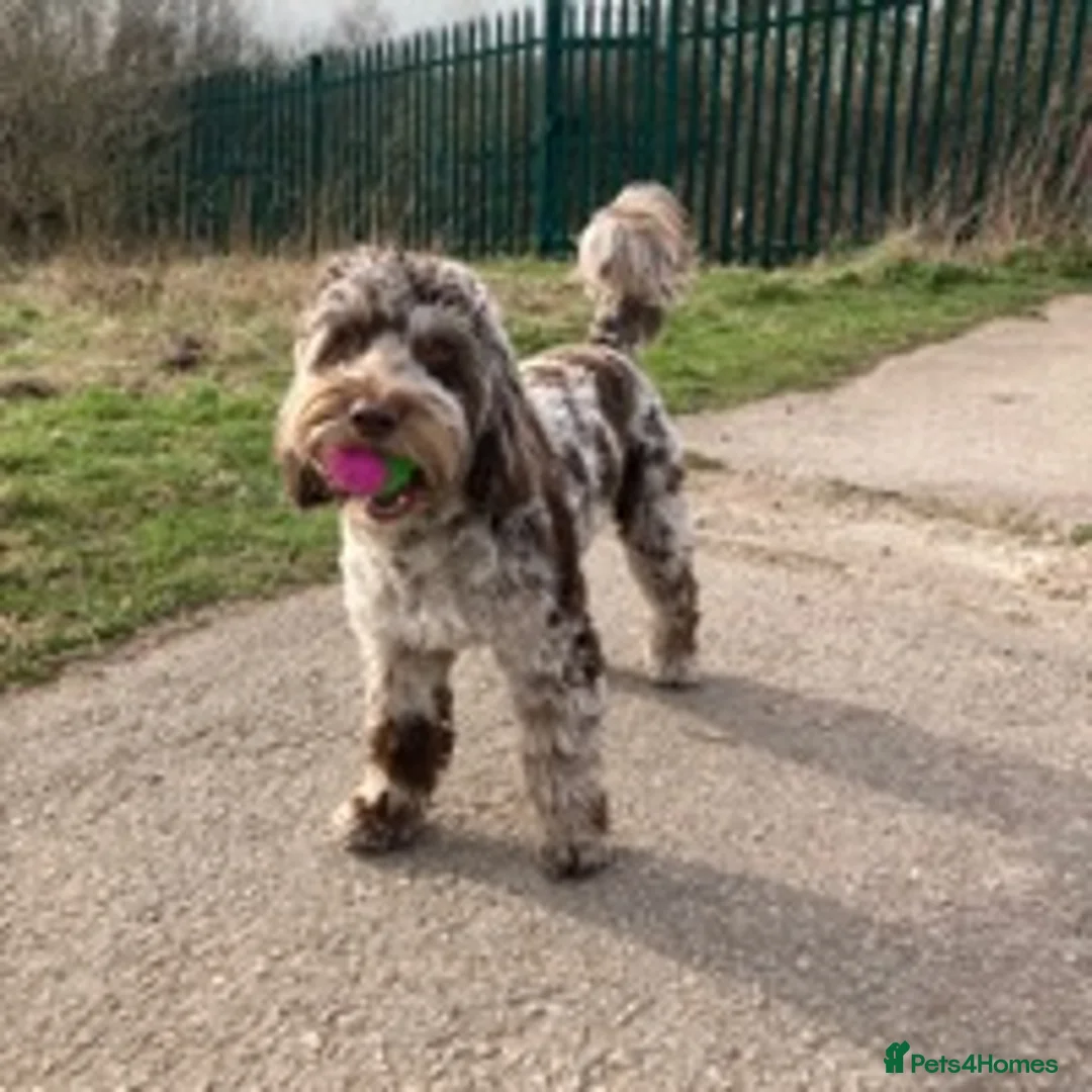 Cockapoo dogs for stud: f1 Merle cockapoo for stud in Nottingham - Advert 12