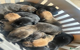 Mixed Breed dogs for sale: Doberman x cane corso  - Image 17