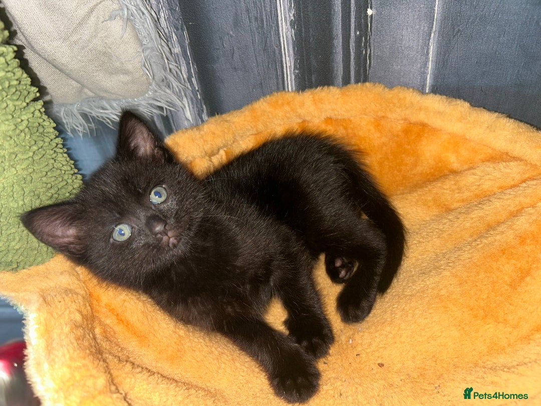 Bengal cats for sale: Bengal Cross - Image 14