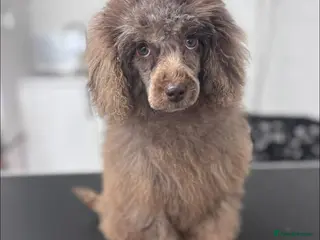 Cavapoo dogs Beautiful Cavapoo Girl - Advert 11