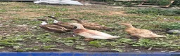 Ducks poultry for sale: 5 runner cross and 5 muscovey  - Advert 1