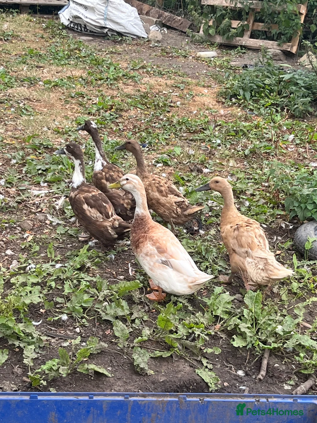 Ducks poultry for sale: 5 runner cross and 5 muscovey  - Advert 1