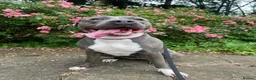 Staffordshire Bull Terrier dogs for sale: Looking for a loving home  - Advert 1