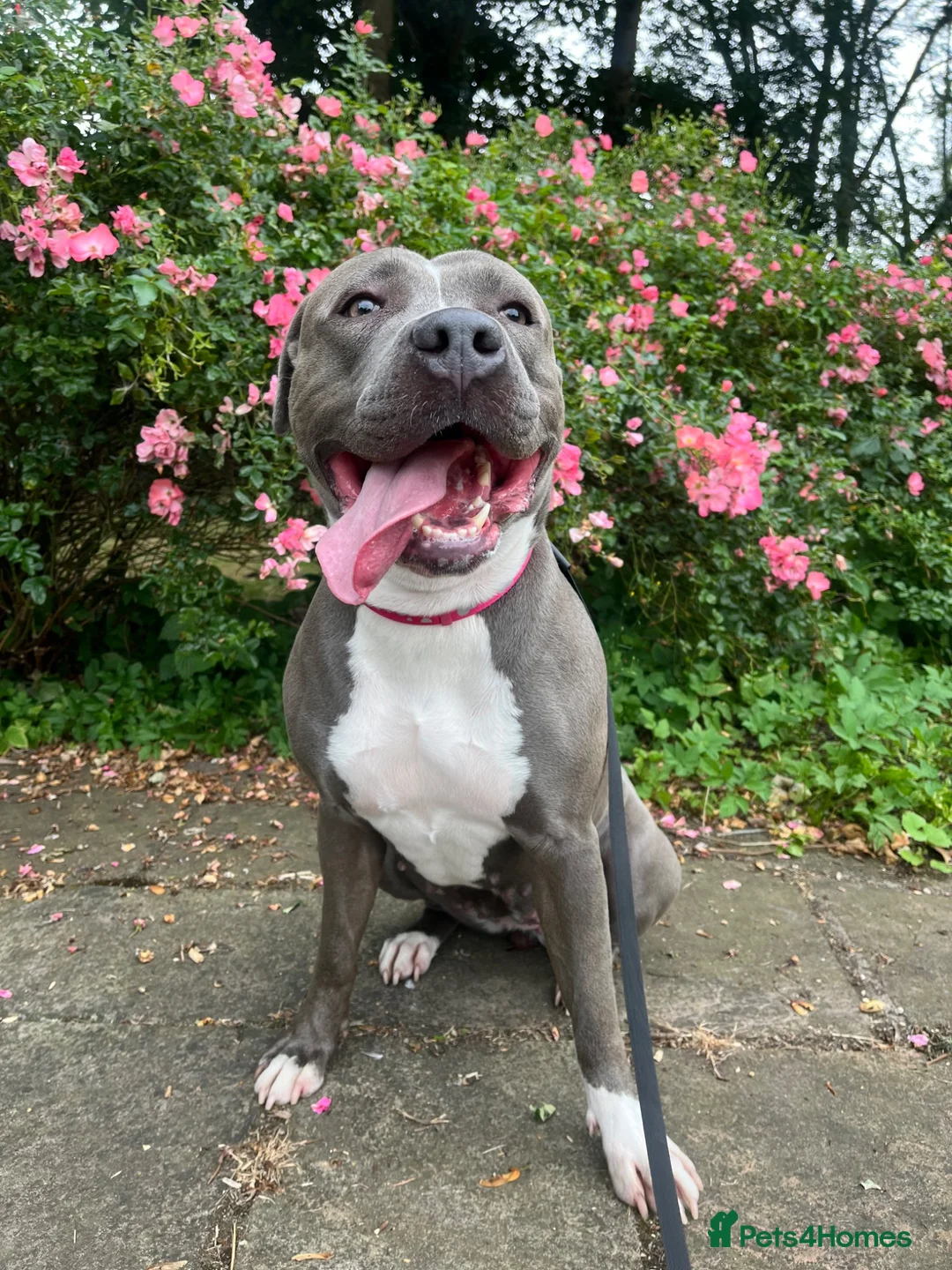 Staffordshire Bull Terrier dogs for sale: Looking for a loving home  - Advert 1