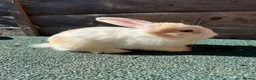 Giant Papillon rabbits for sale: continental giant , minilop , netherland draft - Advert 4