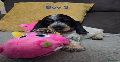 Cocker Spaniel dogs - Advert 14