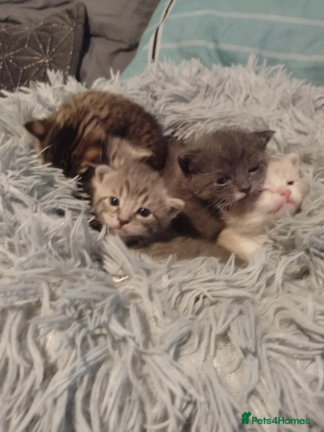Mixed Breed cats for sale: Mixed tabby kittens 5 for sale . in Corby - Advert 2