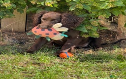 Cocker Spaniel dogs for sale: Beautiful cocker spaniel girl - Image 1