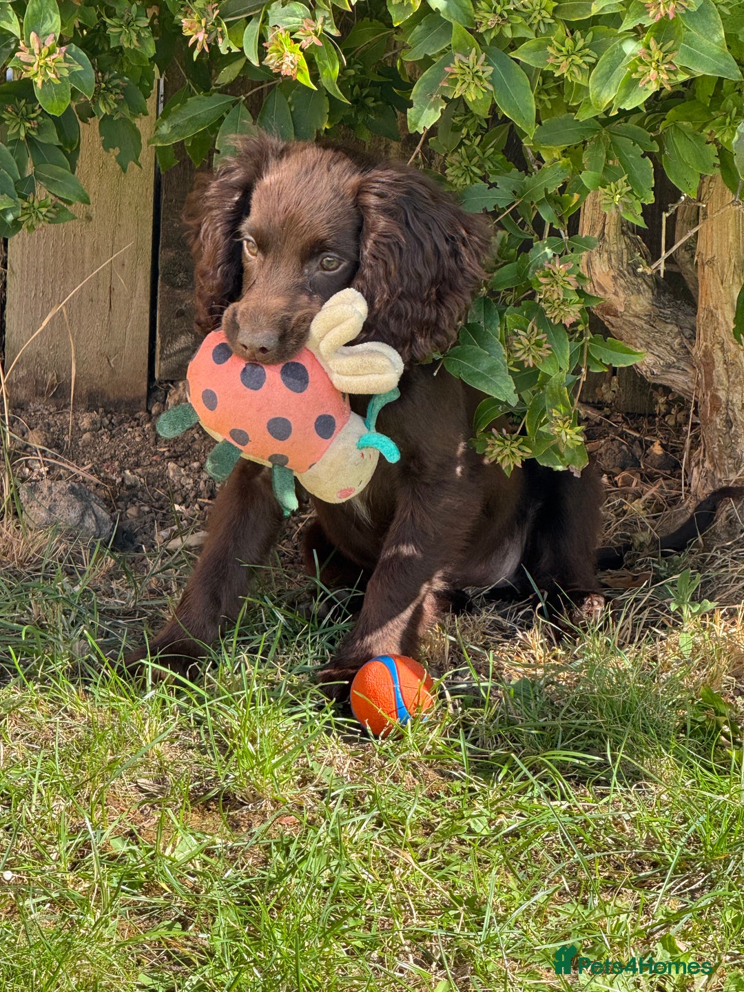 Cocker Spaniel dogs for sale: Beautiful cocker spaniel girl - Image 1