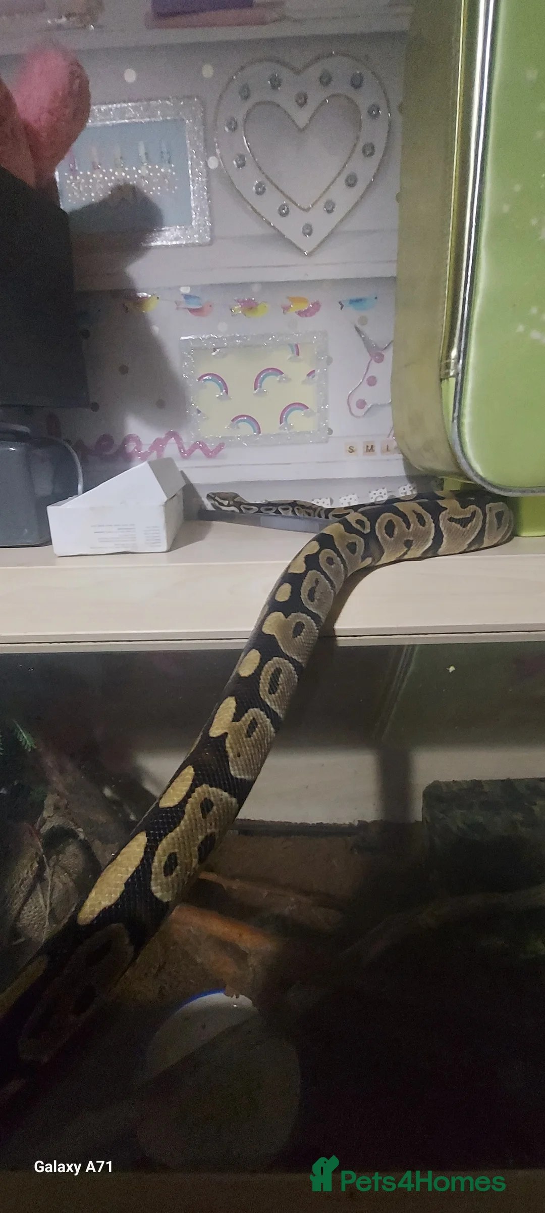 Python Snake reptiles for sale: Snake starter set up full - Advert 5