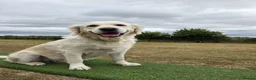 Golden Retriever dogs for sale: Stunning Cream KC registered Golden Retrievers  - Advert 6