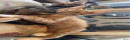 Mixed Breed cats for sale: Two gorgeous maincoon X brothers  - Advert 7