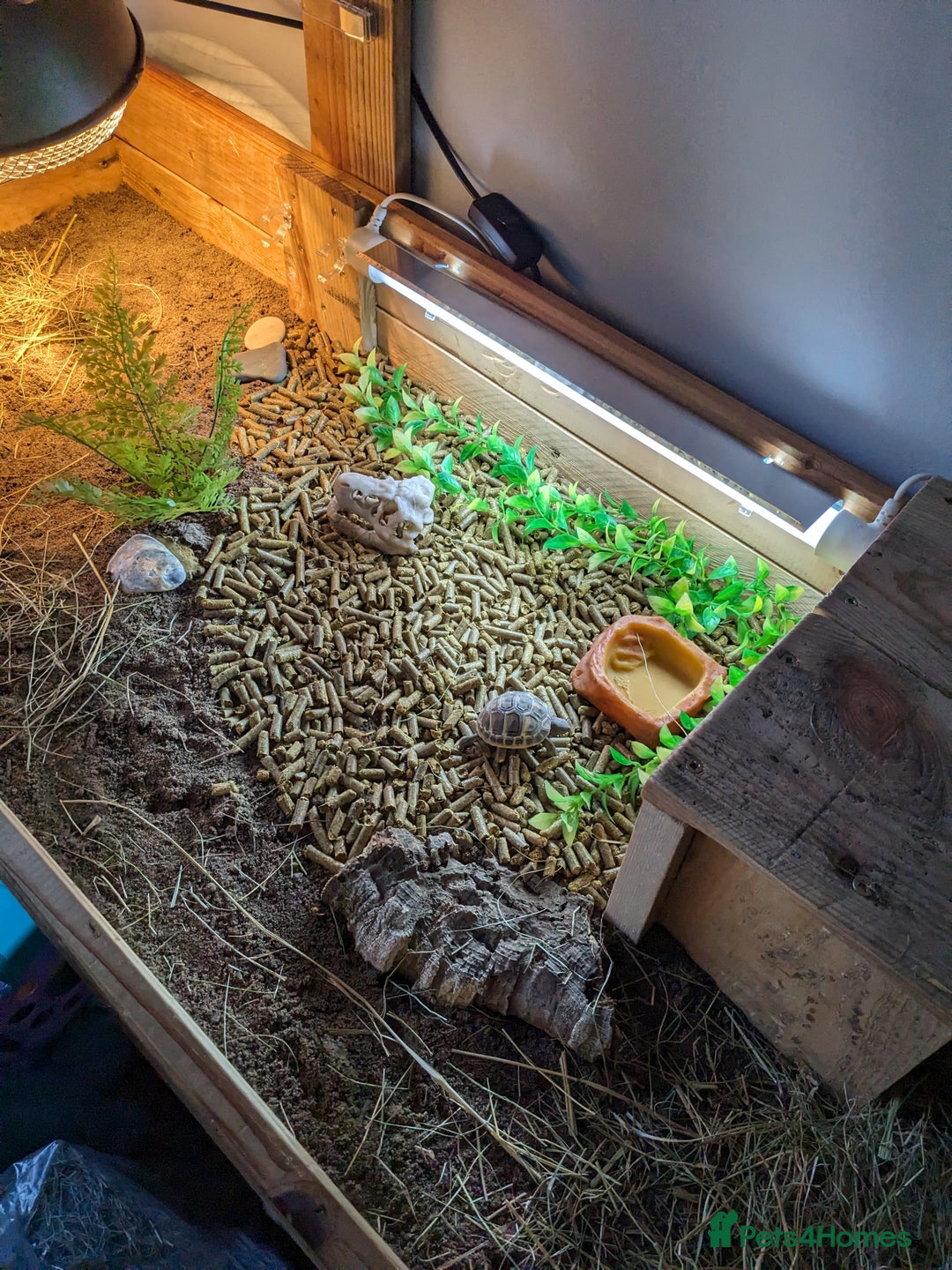 Tortoise reptiles for sale: Horsefield tortoise complete with everything - Advert 3