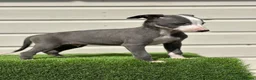 Whippet dogs for sale: Blue whippets  - Advert 16