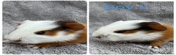 Guinea Pig rodents for sale: Boar guinea pigs - Advert 4