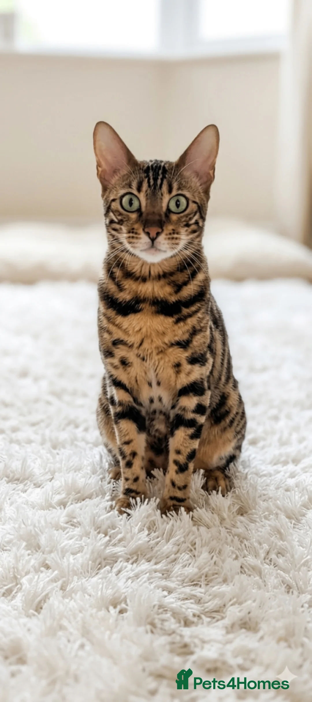Mixed Breed cats for sale: Mixed bengal kitten - Advert 2