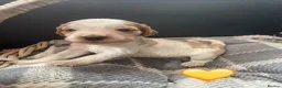 Cocker Spaniel dogs for sale: 5* Show cocker spaniels puppies  - Advert 4