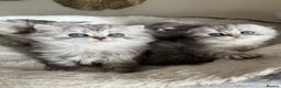 Scottish Fold cats for sale: Adorable Scottish Fold Kittens  - Advert 12