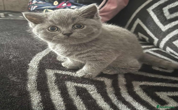 British Shorthair cats - Advert 9