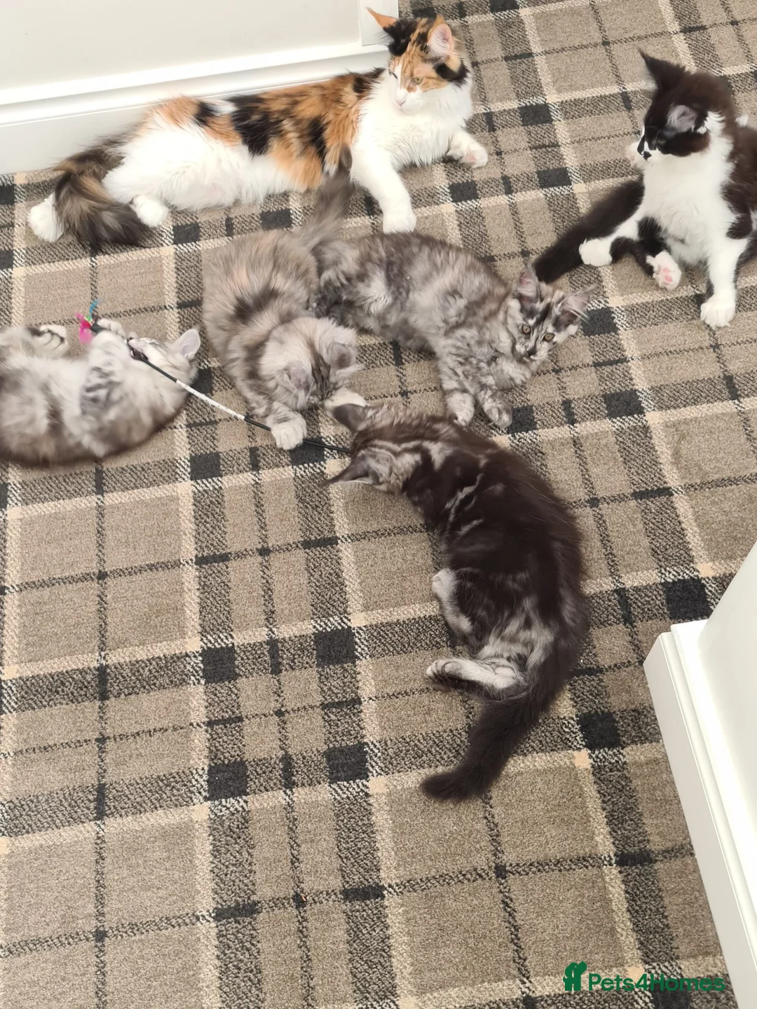 Maine Coon cats for sale: TICA Registered Maine Coon !! Last kitten!! - Advert 14