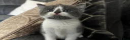 Ragdoll cats for sale: Ragdoll/TurkishAngora Kittens,BlueEyed,Home-Raised - Advert 10