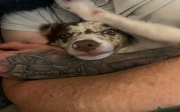 Border Collie dogs for sale: 6 month collie bitch for sale  - Image 5