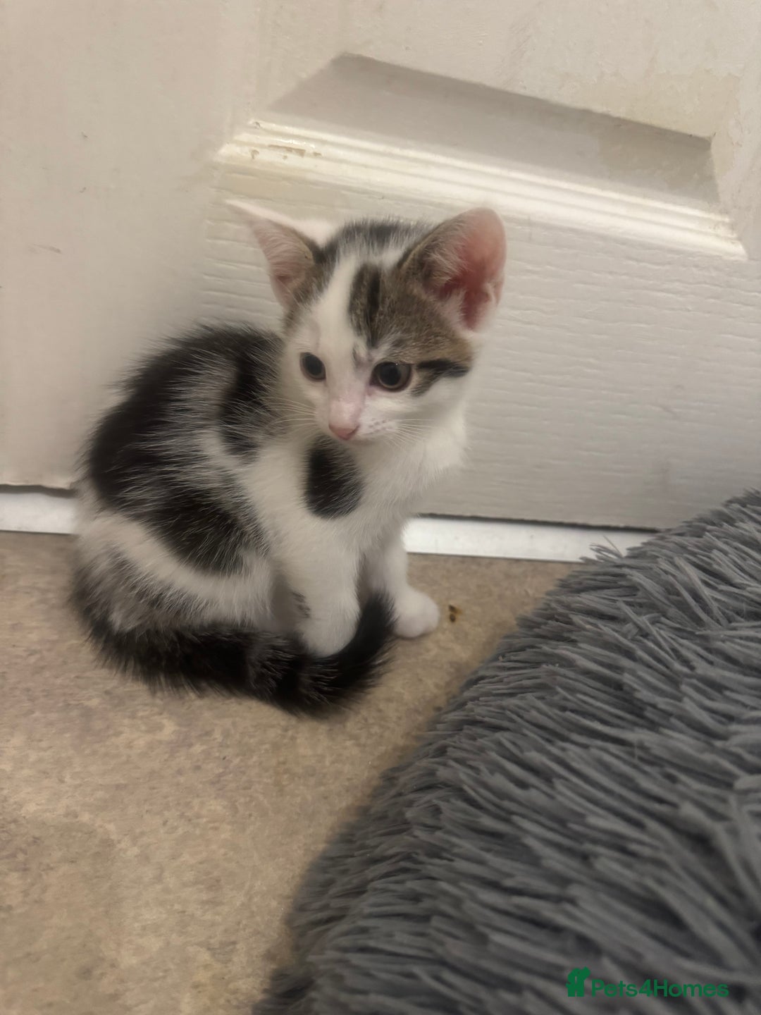 Domestic Shorthair cats for sale: Unique & Precious Kittens Seeking Forever Homes - Image 20
