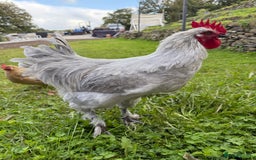 Chickens poultry for sale: Day old chicks, Are you chasing the rainbow eggs.  - Image 10